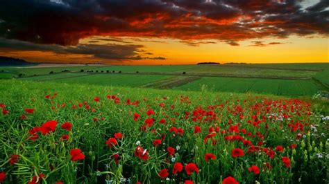 Feel free to download, share, comment and discuss every wallpaper you like. nature pc wallpapers free download desktop wallpapers hd ...