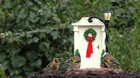 Birds Singing And Chirping At The Christmas Door Goldfinch Robin