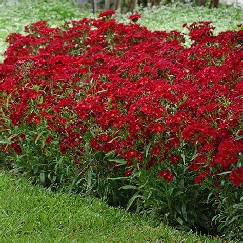 Dianthus Rockin Red Liners From Emerald Coast Growers