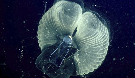 Sea snot spurred marine snowfall? Scientists Learn How Tiny Critters Make Ocean 'Snot ...