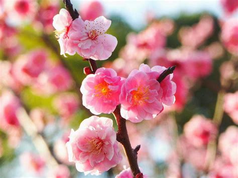 Taman bunga nusantara adalah salah satu wisata favorit yang berada di daerah jawa barat. Kumpulan Gambar Bunga Sakura Pilihan, Sangat Cantik dan Indah!:Blog Bunga