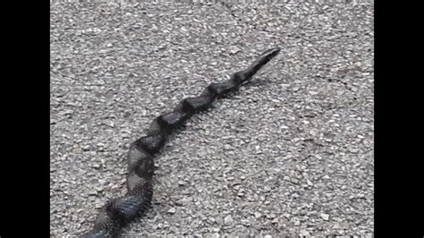 New deal resources on indiana state lands mps. Odd shaped Black Kingsnake at Shakamak State Park Indiana ...