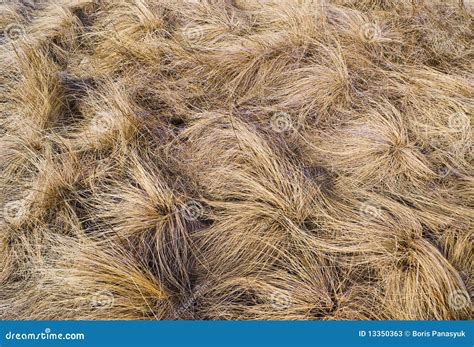 Background Of The Bundles Of Dry Yellow Grass Stock Image Image Of