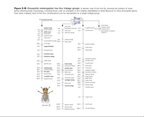 genetic map of drosophila melanogaster