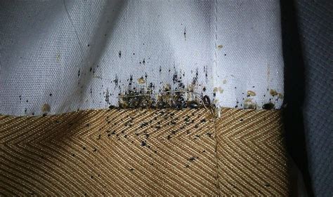 The History Of Bedbug Infestation In America Bed Bugs Infestation Pest