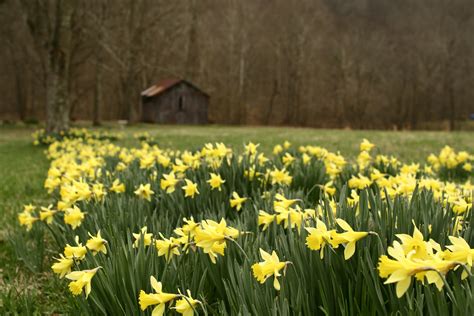 Barn Wildflowers Spring Daffodil Flowers Free Nature Pictures By