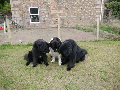 A newfoundland therapy dog and china adoption blog. Three giant Newfoundlands studying a bug. | Huge dogs, Big ...