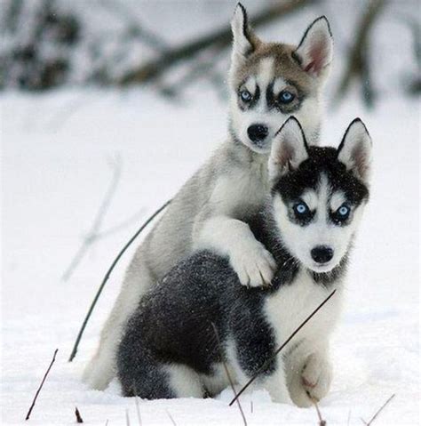 Cute Husky Puppies In Snow Wallpaper Zoe Fans Blog Cute Husky