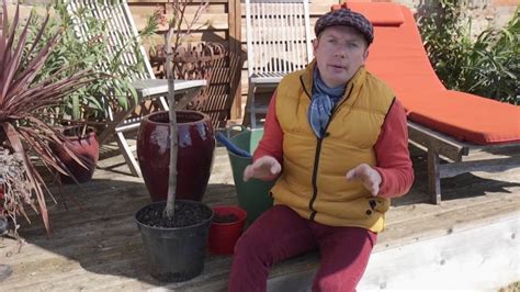 Live musk melon plant (4 pot). Comment planter un arbre fruitier en pot ? - YouTube