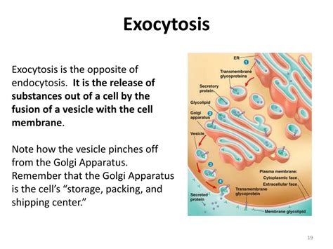 Endocytosis And Exocytosis Worksheet