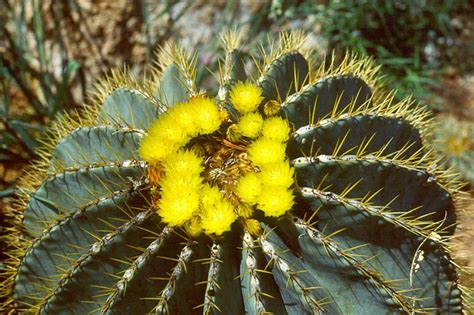 The barrels range in size from several hundred pounds to miniature forms only a few inches high. Cactus Flower Part 3 - We Need Fun