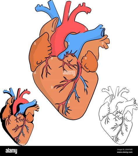 Detalles más de 71 corazon anatomia dibujo muy caliente vietkidsiq edu vn