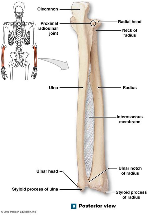 Posterioir View Of The Right Radius And Ulna Anatomy Human Anatomy