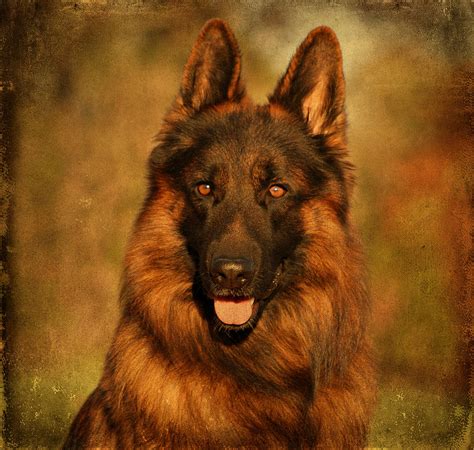 Hoss German Shepherd Dog Photograph By Sandy Keeton Fine Art America