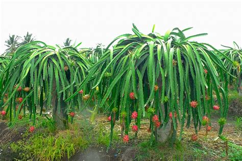 How to grow white dragon fruit. Hylocereus undatus (Dragon Fruit)