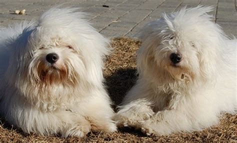 Coton De Tulear Dog Breed Information And Images K9rl Coton De