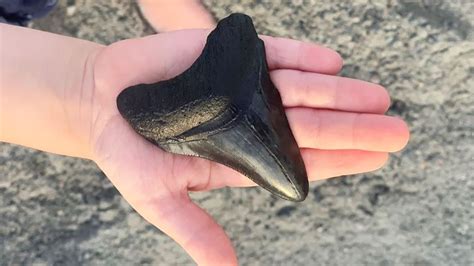 It is not clear, however, that all the fossils assigned to megalodon from that span of time really belong in the same genus. 5-year-old finds Megalodon tooth on North Myrtle Beach ...