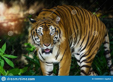 Portrait Of Tiger Stock Image Image Of Indochinese