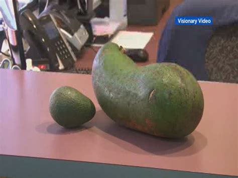 Giant Avocado Hawaii Farmer Grows 6 Pound Avocado