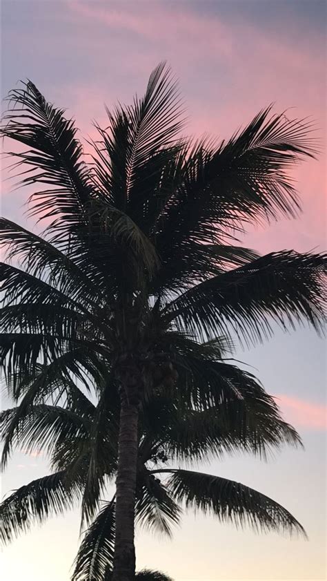 Palm Tree Iphone Wallpapers Free Download