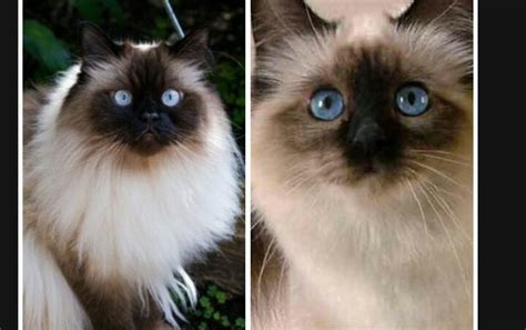 Himalayan Cats Vs Balinese Cats Differences And Breed Comparison