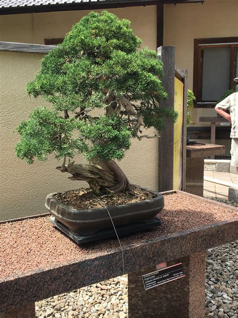 This 275 year old bonsai tree at the Montreal botanical gardens in ...