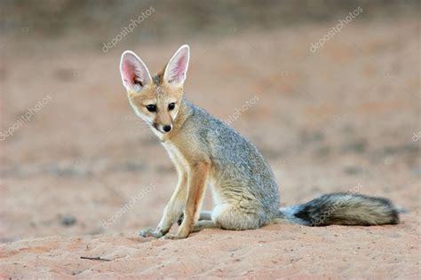 Cape Fox Stock Photo By ©ecopic 11058213