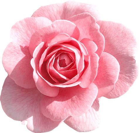 Check spelling or type a new query. Rose Png Tumblr images | Pink rose png, Flowers, Rose