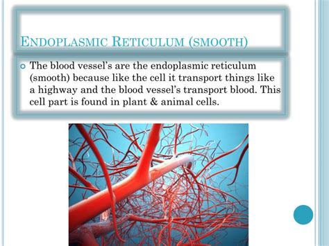 Smooth endoplasmic reticulum lacks ribosomes and helps synthesize and concentrate various substances needed by the cell. PPT - Cell Parts Analogy on the Human Body PowerPoint ...