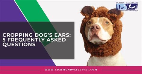 Cropping Dogs Ears 5 Frequently Asked Questions Richmond Valley