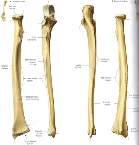 The radius and ulna are attached along their shafts by a. Bone Landmarks Upper Extremity - Exercise Science 390 with ...