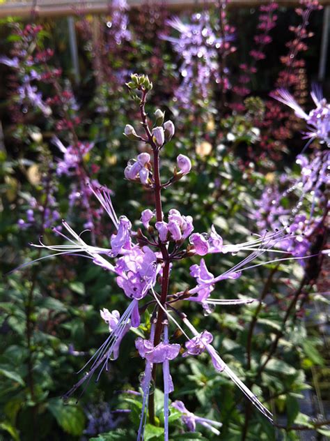 Make sure to keep all plants out of paws' reach. Lavender Cats Whiskers Plant (orthosiphon stamineus ...