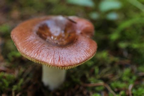 Small Brown Wild Mushroom Free Stock Photo Public Domain Pictures