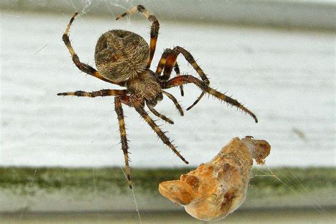 Barn Spiders In Minnesota Dezengodesigned