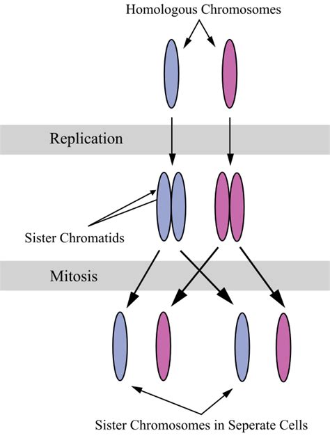 Difference Between Chromosome and Chromatid | Compare the Difference Between Similar Terms