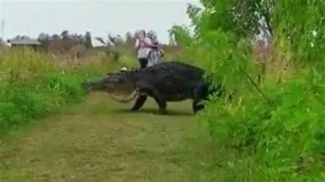 Whoa Giant Alligator Takes A Stroll Through Central Florida Nature Reserve