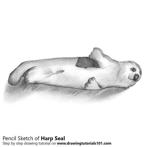 Learn how to draw an irish harp. How To Draw A Harp Seal Step By Step Easy