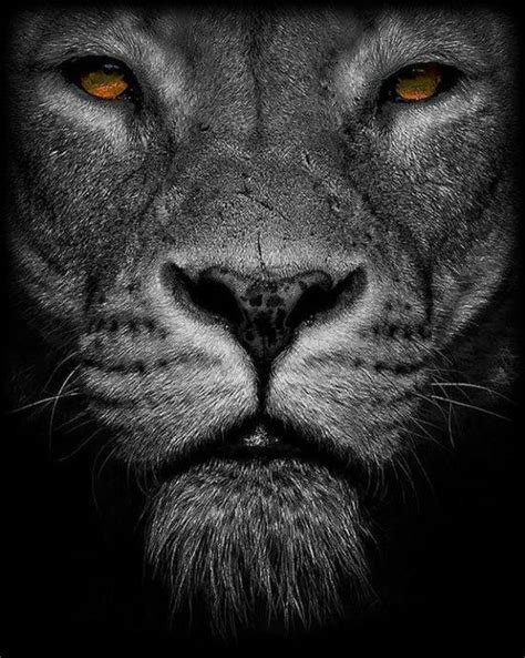 ~black Lion~rare Beauty Lion Pinterest