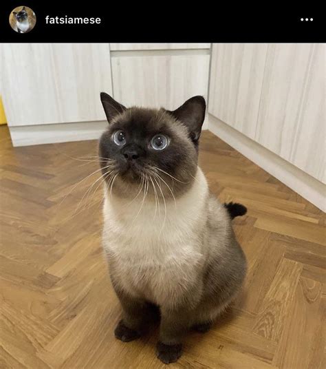 Max One Of My Favorite Instagram Cats — Bsh X Siamese What A Great