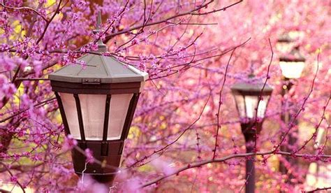 Cherry Blossom Dreamland Japan Lanterns Romantic Sakura Cherry