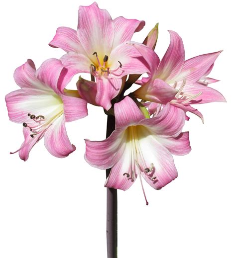 Lilly Flower Png png image