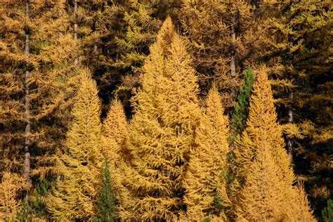 What Is A Western Larch Tree Home Stratosphere