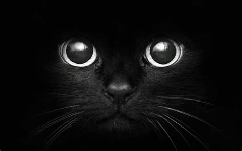 Black Cat Wallpaper Ixpap