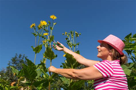 Wann sollte ich sonnenblumensamen säen? Sonnenblumen pflanzen » Wann ist der beste Zeitpunkt?