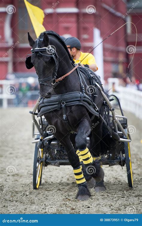 Black Friesian Horse Carriage Driving Editorial Photo Image Of