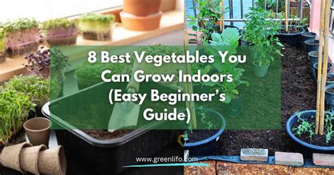 8 Best Vegetables You Can Grow Indoors Easy Beginners Guide Green