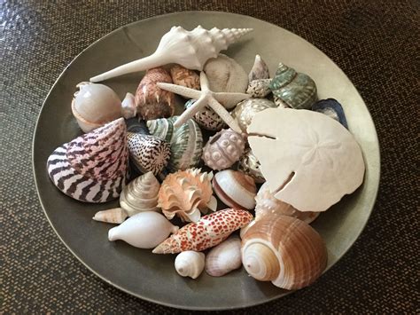 Épinglé par Francoise Burguiere sur Coquillages