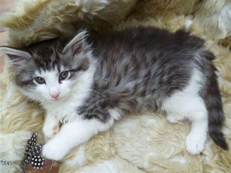 Mixed Breed Cats And Kittens For Sale In Colchester Pets4homes