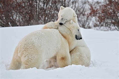 Mis Mejores Fotos Animales En Peligro De Extinción El Oso Polar