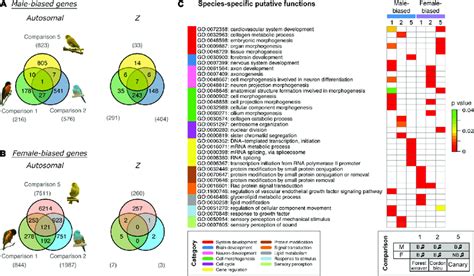 Cross Species Comparisons Of Sex Biased Genes Expressed In The Hvc Of